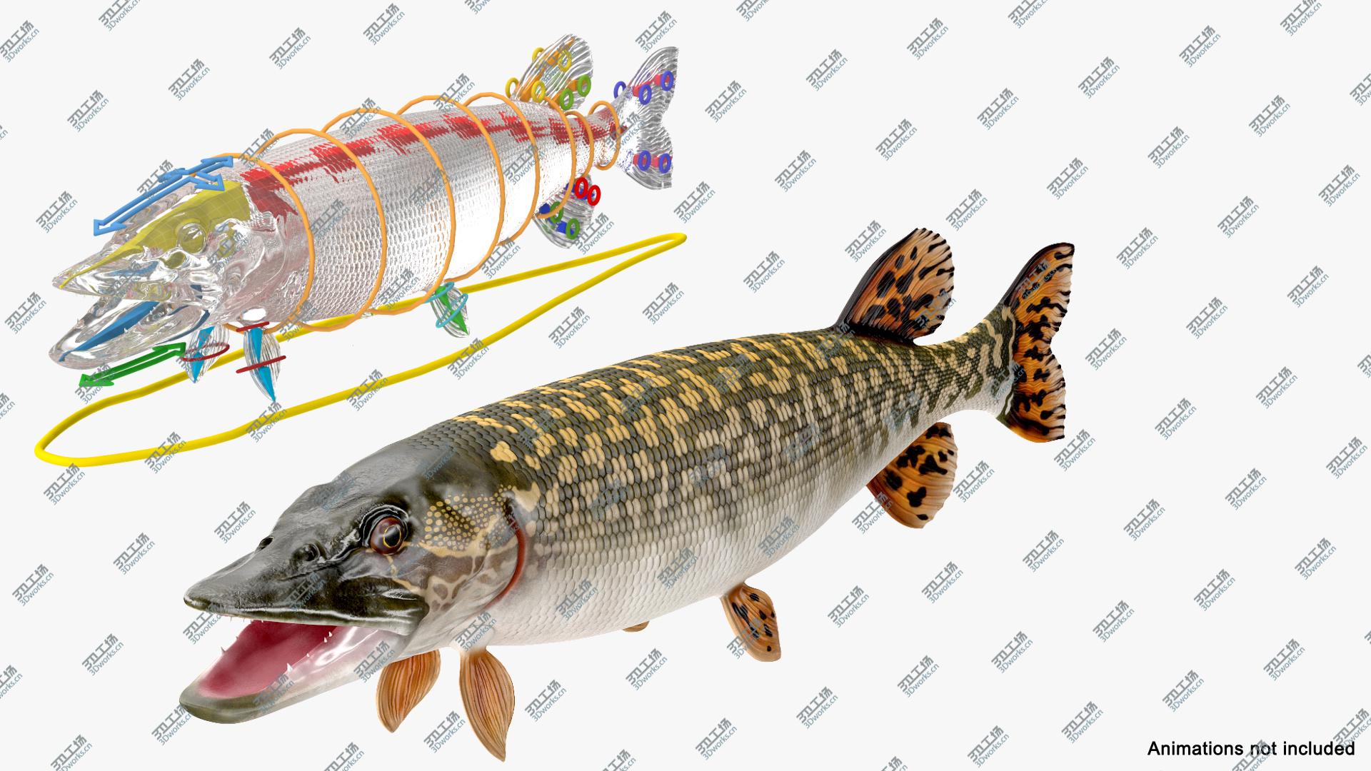 images/goods_img/2021040235/Pike Fish Rigged 3D/3.jpg